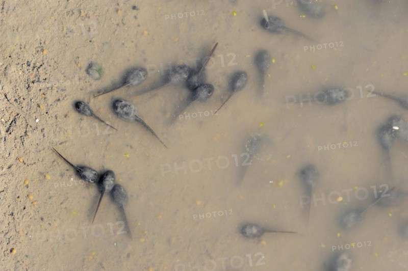 Natterjack toad (Epidalea calamita, Bufo calamita), tadpoles in a puddle, North Rhine-Westphalia, Germany, Europe