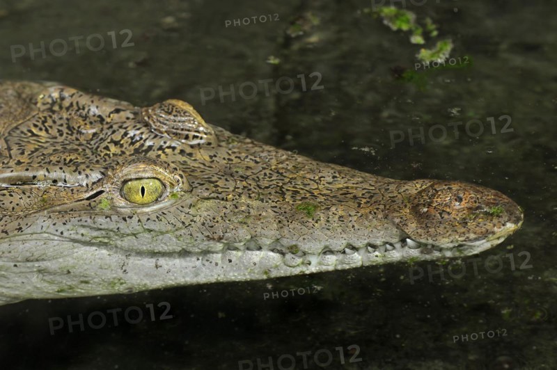 Philippine crocodile (Crocodylus mindorensis), captive, occurrence in the Philippines