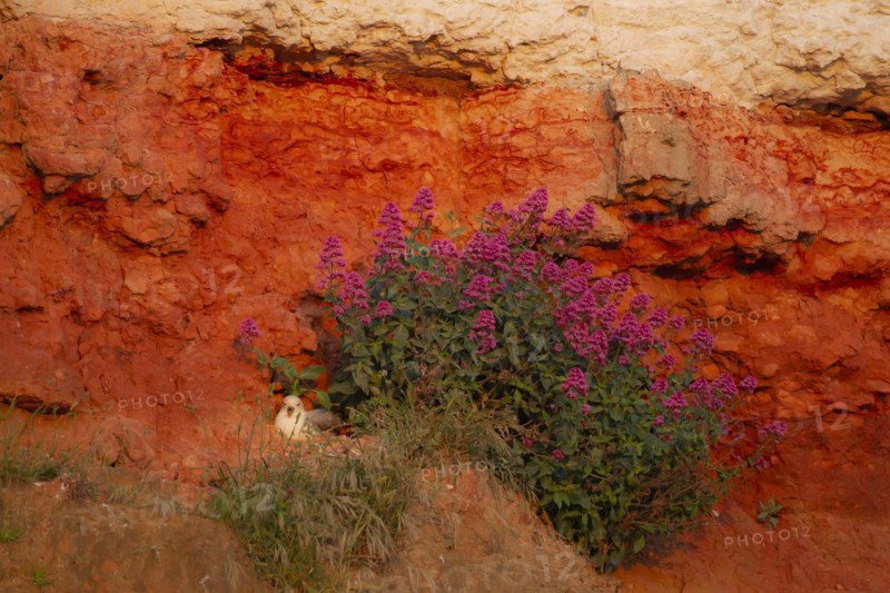 Northern Fulmar Fulmarus glacialis adult bird sleeping on a cliff next to red flowers, England, United Kingdom, Europe