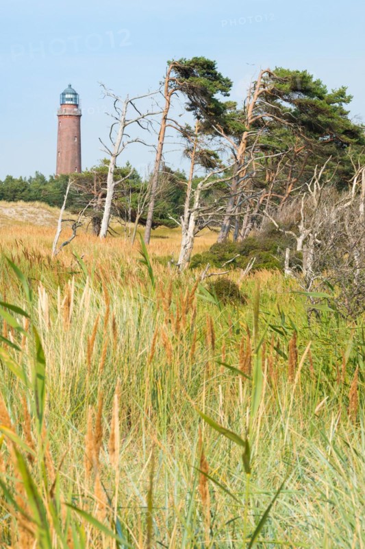 Darßer Ort lighthouse rises behind a landscape of windswept pines (Pinus), windbreaks, grasses, Darsser Ort, western beach, nature reserve, national geotope, Western Pomerania Lagoon National Park, Fischland-Darß-Zingst peninsula, Baltic Sea, Mecklenburg-Western Pomerania, Germany, Europe