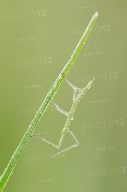 Mediterranean stick insect (Bacillus rossius), nymph with dewdrops, Provence, Southern France