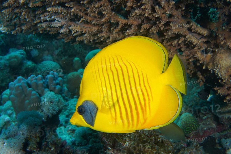 Bluecheek butterflyfish (Chaetodon semilarvatus) under Pharaoh's antler coral (Acropora pharaonis), dive site Small Gifton, Hurghada, Egypt, Red Sea, Africa