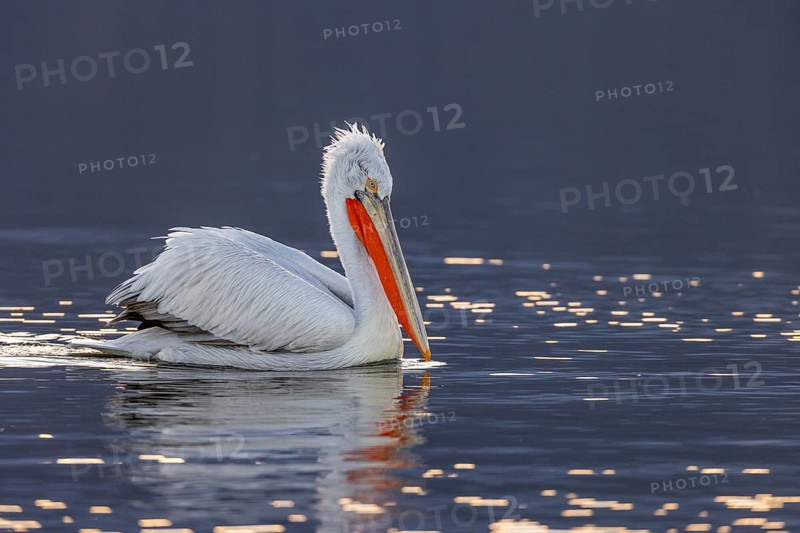 Dalmatian pelican (Pelecanus crispus), swimming in the evening light, magnificent plumage, red throat pouch, Lake Kerkini, Greece, Europe