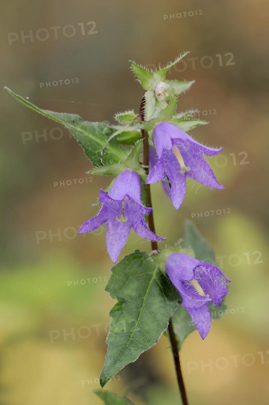 Nettle-leaved bellflower (Campanula trachelium), North Rhine-Westphalia, Germany, Europe
