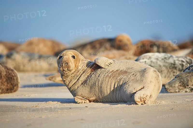 Close-up of harbor or harbour seal (Phoca vituliana vitulina) in spring (april) on Helgoland a small Island of northern Germany