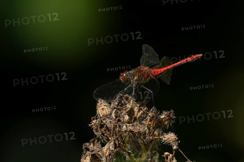 Common darter dragonfly (Sympetrum striolatum) adult male insect resting on a garden flower seedhead, Suffolk, England, United Kingdom, Europe