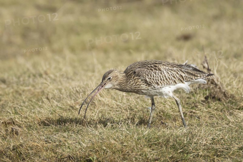 Eurasian curlew (Numenius arquata) adult bird feeding on a worm on grassland, England, United Kingdom, Europe