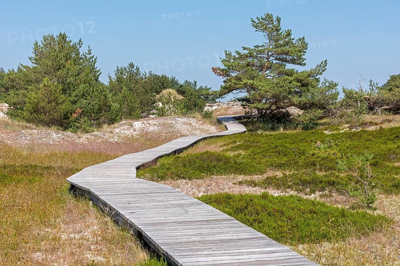 Wooden footbridge, trees, pine trees, circular hiking trail, nature reserve, Darßer Ort, Born a. Darß, Mecklenburg-Western Pomerania, Germany, Europe