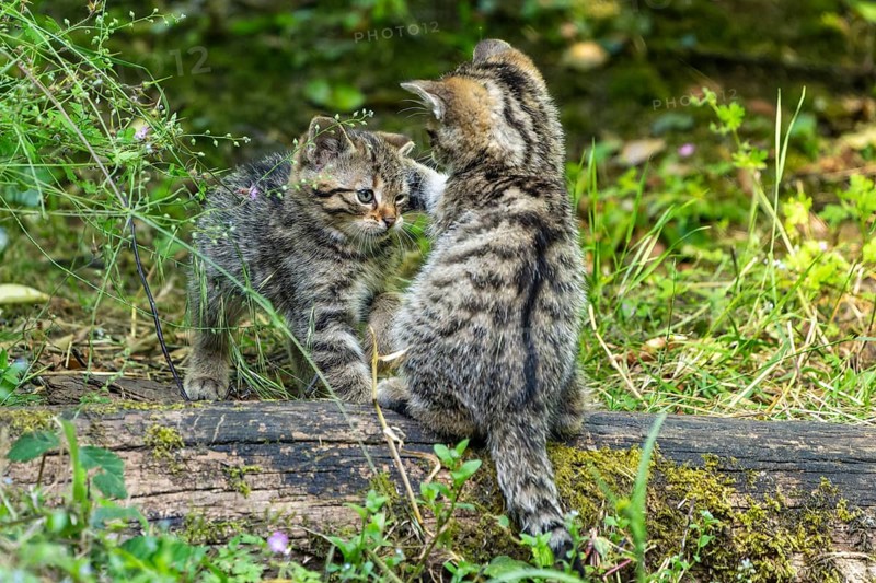 Two kittens facing each other and playing on moss-covered wood in the forest, wildcat (Felis silvestris), kittens, Germany, Europe