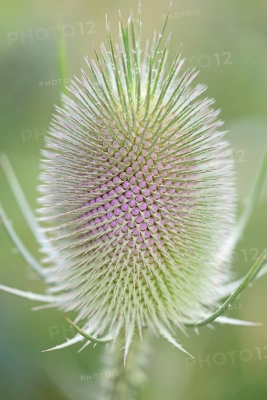 Wild teasel (Dipsacus fullonum), inflorescence in front of flowering, close-up, North Rhine-Westphalia, Germany, Europe