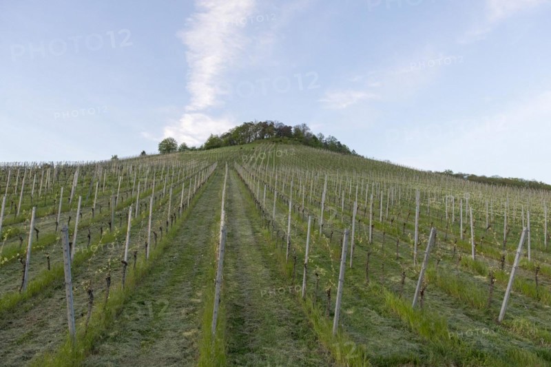 Vineyard, soil cultivation, mulching, organic, Remstal, Baden-Württemberg, Germany, Europe