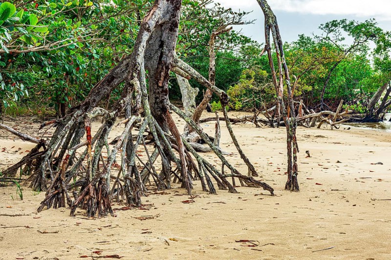 Mangrove roots in the sand on the beach in Serra Grande on the coast of Bahia, Serra Grande / Uruçuca, Bahia, Brazil, South America
