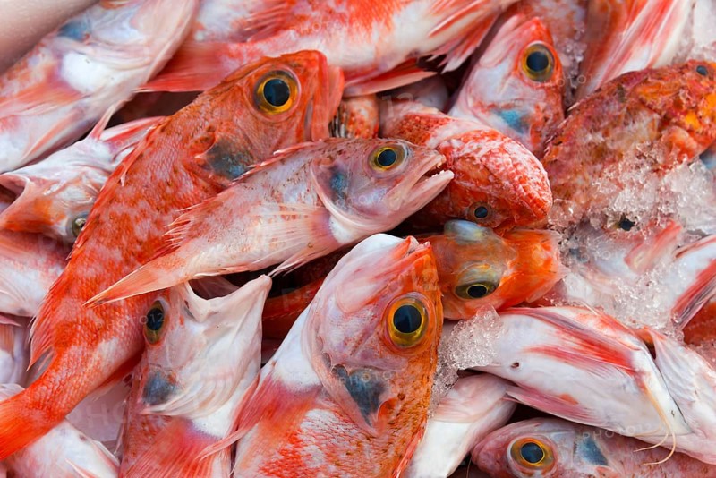 Close-up of red fish on ice, details clearly visible, freshness emphasised, redfish, market, Nafplio, Nauplia, Nauplion, Nafplion, Argolis, Peloponnese, Greece, Europe