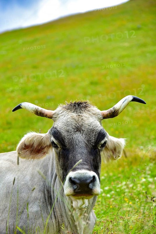 Portrait of a cow with horns on a mountain pasture in Tyrol, Austria, Europe