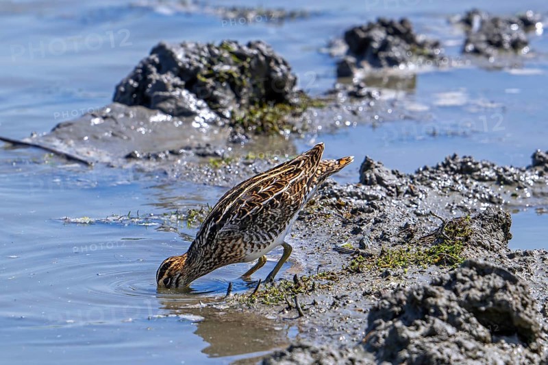 Common snipe (Gallinago gallinago) foraging in shallow water by probing soft mud at mudflat along the North Sea coast in summer