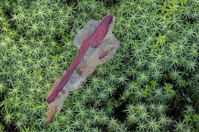 Exfoliated pine bark (Pinus sylvestris) on common wither moss (Polytrichum commune), Emsland, Lower Saxony, Germany, Europe