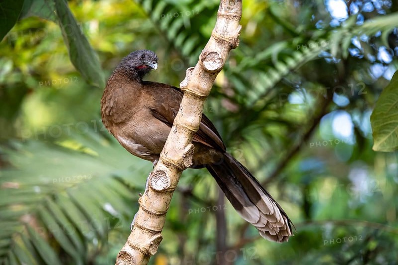 Grey-headed guan (ortalis cinereiceps), bird sitting on a branch, Monteverde cloud forest, Monte Verde, Costa Rica, Central America