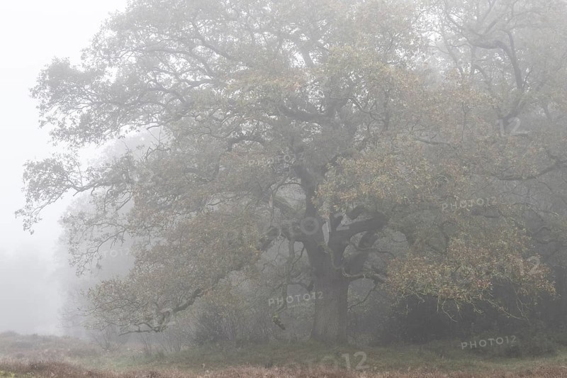 English oak (Quercus robur) in fog, Emsland, Lower Saxony, Germany, Europe