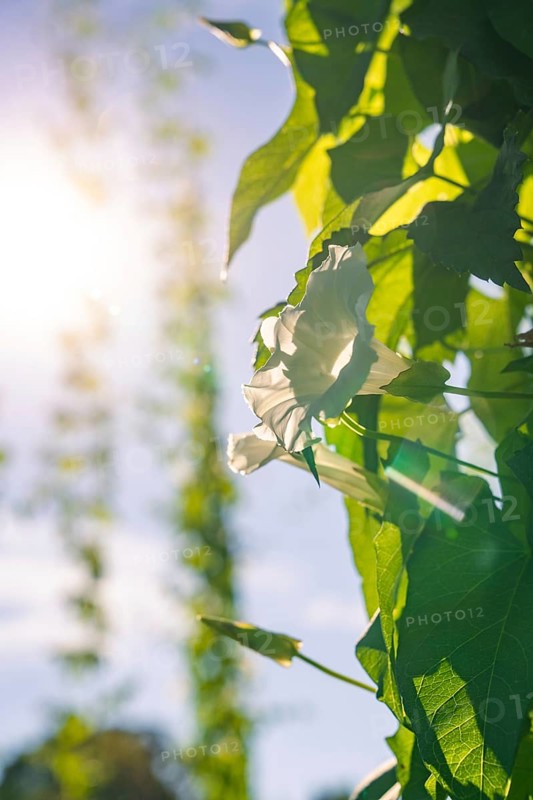 White flower and leaf in the sunlight, accompanied by a bright and blurred natural backdrop, Hopfengarten, Hochdorf, Black Forest, Germany, Europe