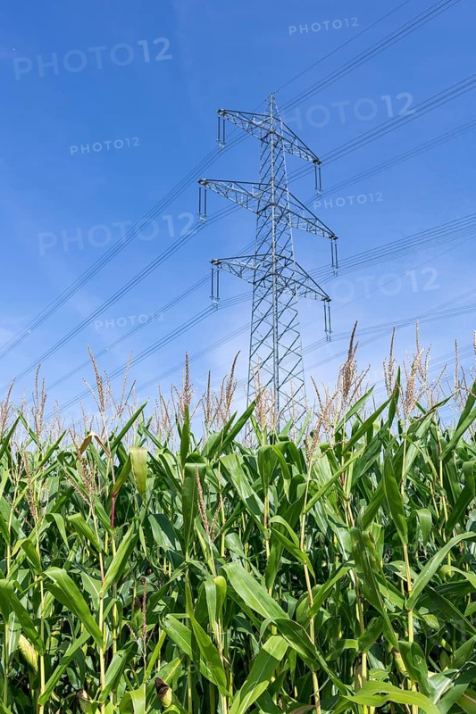 Symbolic image, renewable energies, maize plants, biogas plant, feed maize, high-voltage pylons, Baden-Württemberg, Germany, Europe