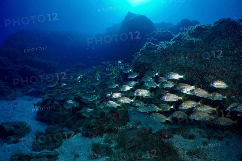 A shoal of bastard grunt (Pomadasys incisus) swims through the underwater landscape of lava rocks. Dive site Roca Jolia, Las Galletas, Tenerife, Canary Islands, Spain, Europe