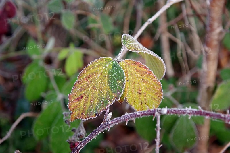 Blackberry (Rubus sect. Rubus), leaf, winter, colourful, frost, blackberry leaves covered with frost