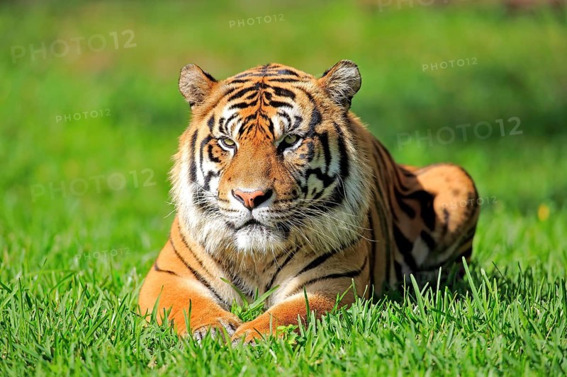 Sumatran tiger (Panthera tigris sumatrae), adult male portrait alert, Sumatra