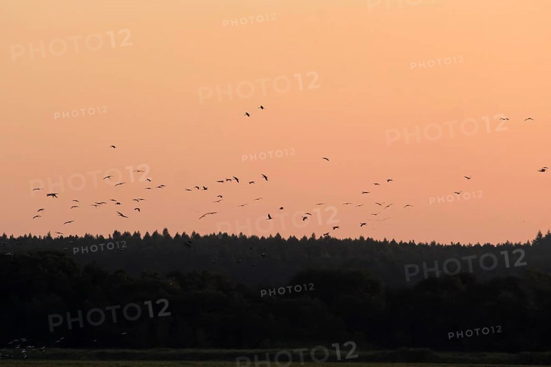 Evening sky at the Baltic Sea near Peenemünde, Crane migration, September, Mecklenburg-Western Pomerania, Germany, Europe