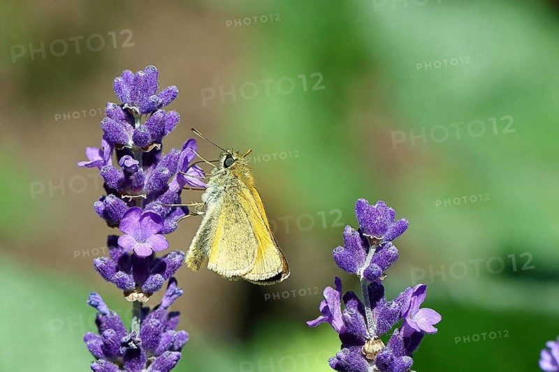 Large skipper (Ochlodes venatus), collecting nectar from a flower of Common lavender (Lavandula angustifolia), close-up, macro photograph, Wilnsdorf, North Rhine-Westphalia, Germany, Europe