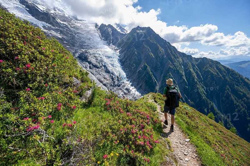 Mountaineer between alpine roses on a hiking trail, impressive mountain landscape with glacier, view of glacier Glacier de Taconnaz, hike La Jonction, Chamonix, Haute-Savoie, France, Europe