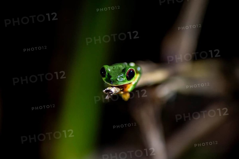 Red-eyed tree frog (Agalychnis callidryas), sitting on a branch, at night in the tropical rainforest, Puntarenas province, Costa Rica, Central America