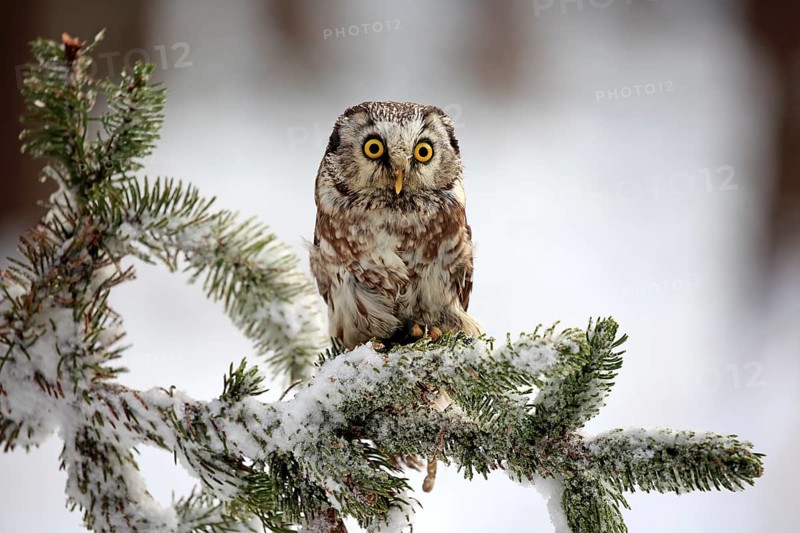 Great Horned Owl (Aegolius funereus), adult on tree in the snow, in winter, alert, Zdarske Vrchy, Bohemian-Moravian Highlands, Czech Republic, Europe