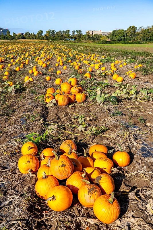 Pumpkin field, ripe pumpkins, shortly in front of harvest, near Neuss, North Rhine-Westphalia, Germany, Europe