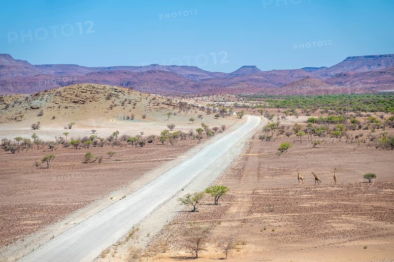 Three Angola giraffes (Giraffa giraffa angolensis) crossing a road, gravel track and dry desert landscape with table mountains, Damaraland, Kunene, Namibia, Africa