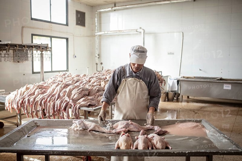 Production of salted ducks in the Nan Jing Ying Tao Yo Co. Ltd. factory, the factory produces salted ducks for consumption in restaurants and for sale as long-life products, the frozen ducks come from the duck farms, are salted, brined, dried and scalded, Nanjing, China, Asia
