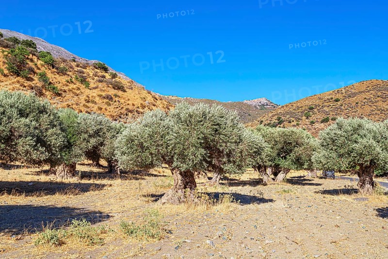 Centuries-old Olive grove, Preveli, Rethymno, Southern Crete, Crete, Greek Islands, Greece, Europe