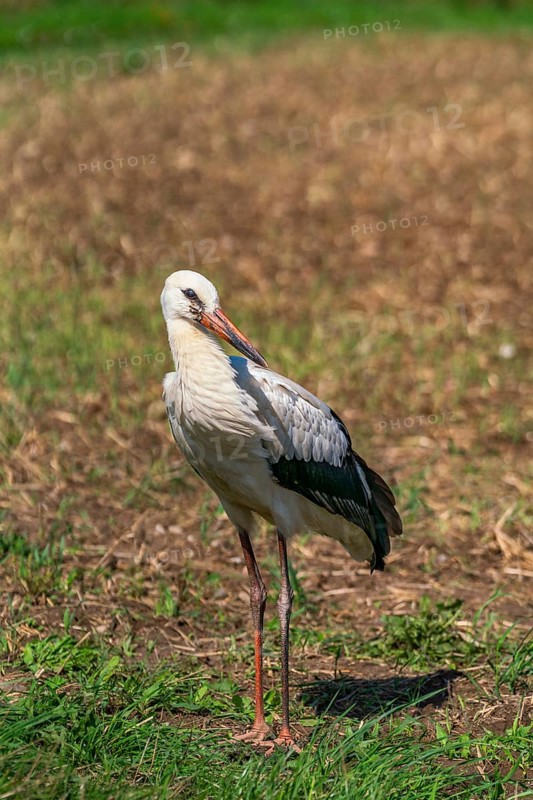 White stork (Ciconia ciconia) on a harvested field on the edge of the village of Hansfelde, Uckerland, Uckermark, Brandenburg, Germany, Europe