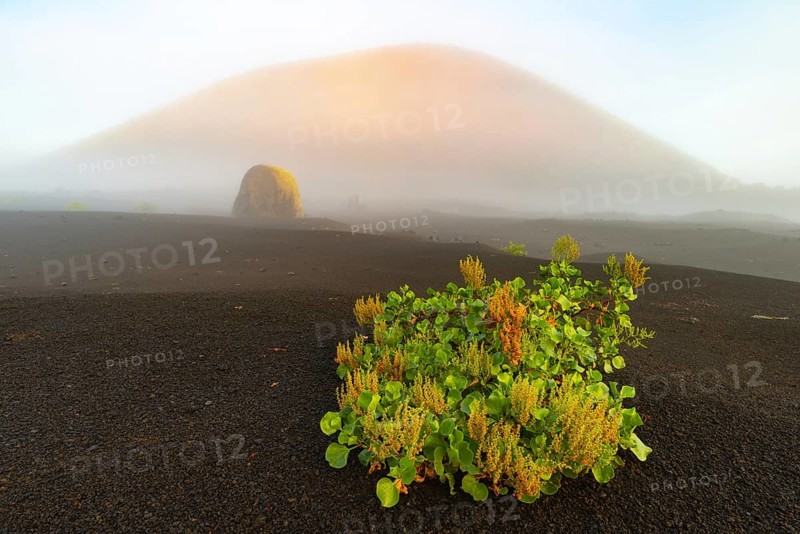 Canary Island dock (Rumex lunaria) and lava bomb in front of the Caldera Colorada, Parque Natural de Los Volcanes, near Masdache, Lanzarote, Canary Islands, Spain, Europe