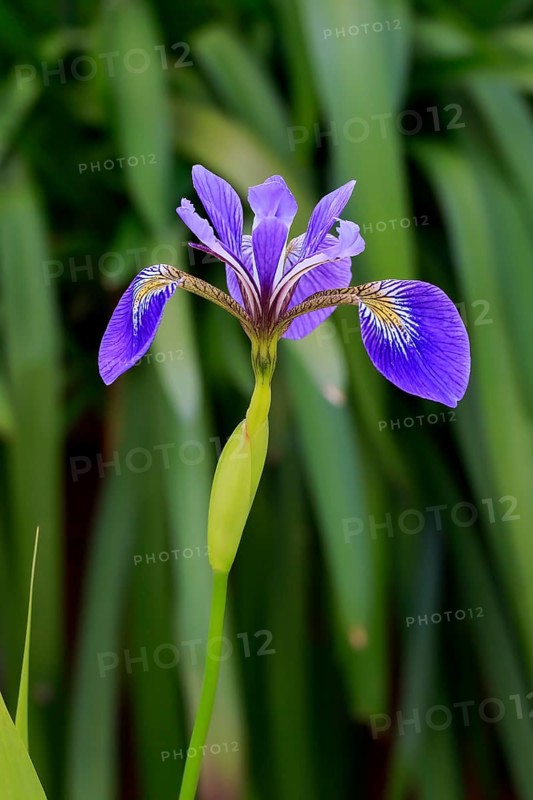 American marsh iris (Iris versicolor), flower, in bloom, at a pond, Ellerstadt, Germany, Europe