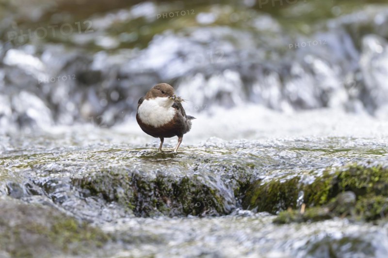 White-throated Dipper (Cinclus cinclus), at a torrent with larvae in its beak, Rhineland-Palatinate, Germany, Europe