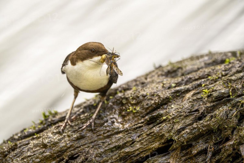 White-throated Dipper (Cinclus cinclus), at a torrent with larvae in its beak, Rhineland-Palatinate, Germany, Europe