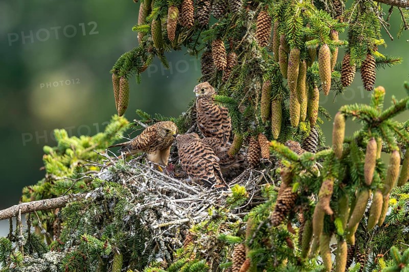 Common kestrel (Falco tinnunculus), female adult bird feeding young birds not yet ready to fly in the nest, Rhineland-Palatinate, Germany, Europe
