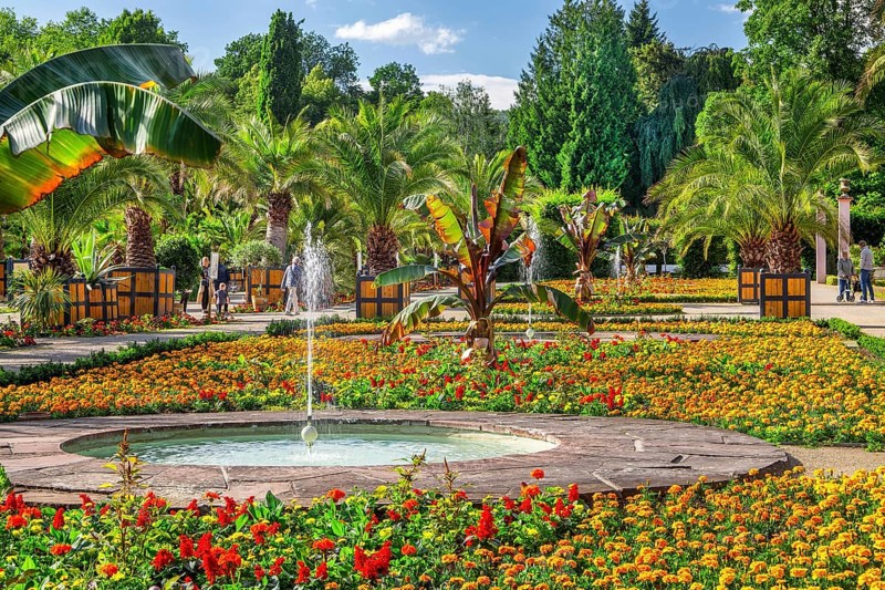 Palm garden in the spa gardens, the largest outdoor palm garden north of the Alps, spa town of Bad Pyrmont, Lower Saxony state spa, Emmer, Emmertal, Weserbergland, Lower Saxony, Germany, Europe