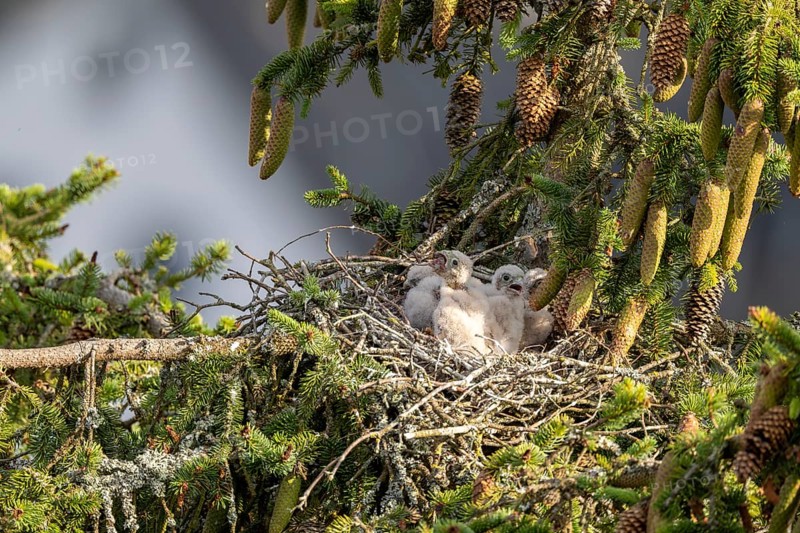 Common kestrel (Falco tinnunculus), young bird not yet able to fly eats mouse in nest, Rhineland-Palatinate, Germany, Europe