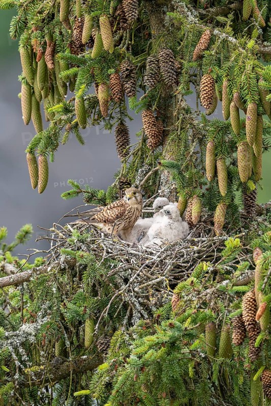 Common kestrel (Falco tinnunculus), female adult bird with young birds not yet ready to fly in the nest, Rhineland-Palatinate, Germany, Europe