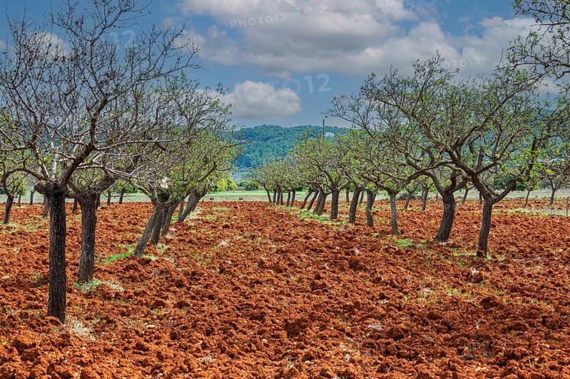Rows of almond trees on ploughed field, Pla de Corona, Ibiza, Balearic Islands, Mediterranean Sea, Spain, Europe