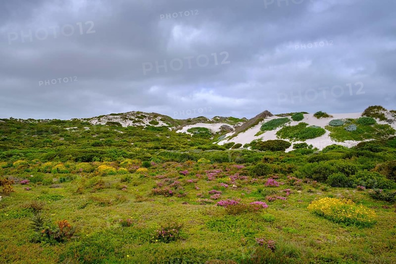 Spring blossom, wildflower blossom at Postberg, Langebaan Lagoon, West Coast National Park, West Coast National Park, Western Cape, South Africa, Africa