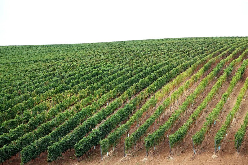 Wine-growing region of the famous Swabian wines, near the wine village of Rekasch, Recas, Banat, Romania, Europe