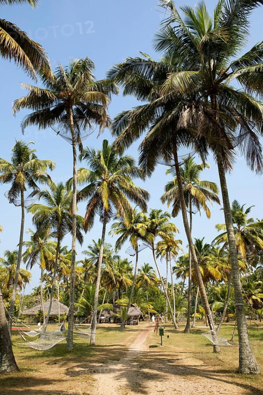 Coconut palm avenue at Marari Beach Resort, Mararikulam, Alleppy, Kerala, India, Asia