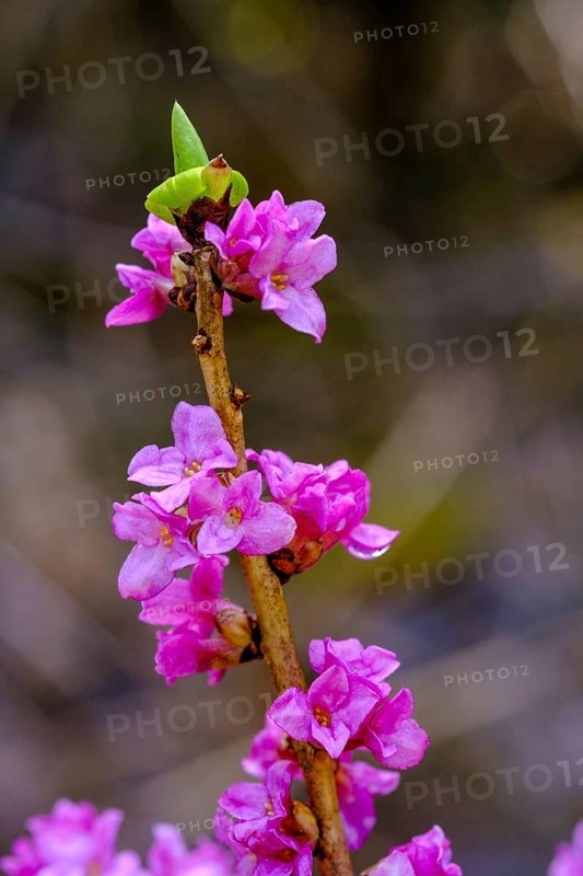Daphne, flowers (Daphne mezereum), Prem near Lechbruck, Upper Bavaria, Bavaria, Germany, Europe